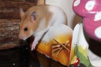 /album/photo-gallery-hamsterheaven/two-little-girls-juli-2012-018-jpg/